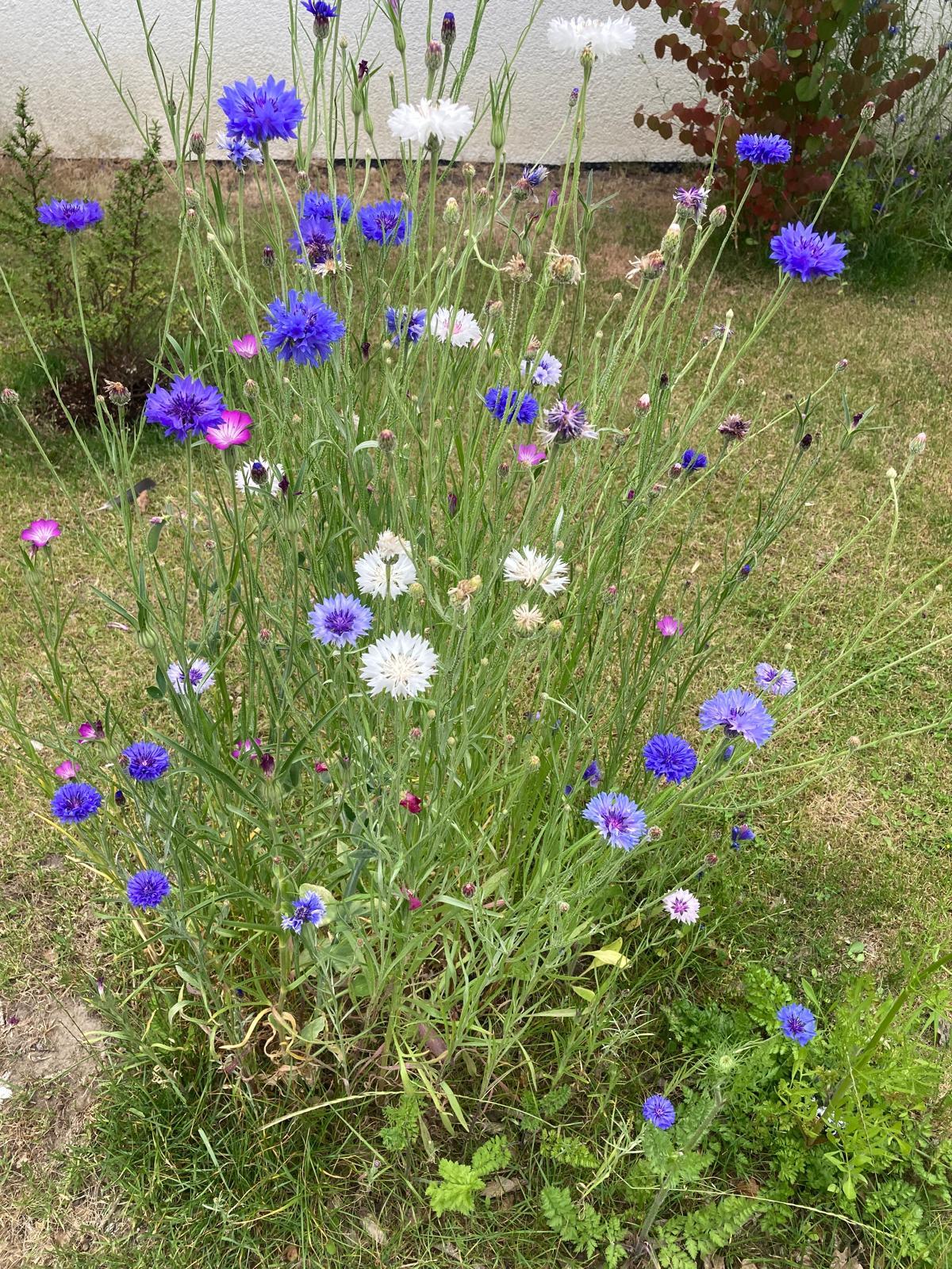 Kostenlose Wildblumen-Saat in Ahlen erhältlich